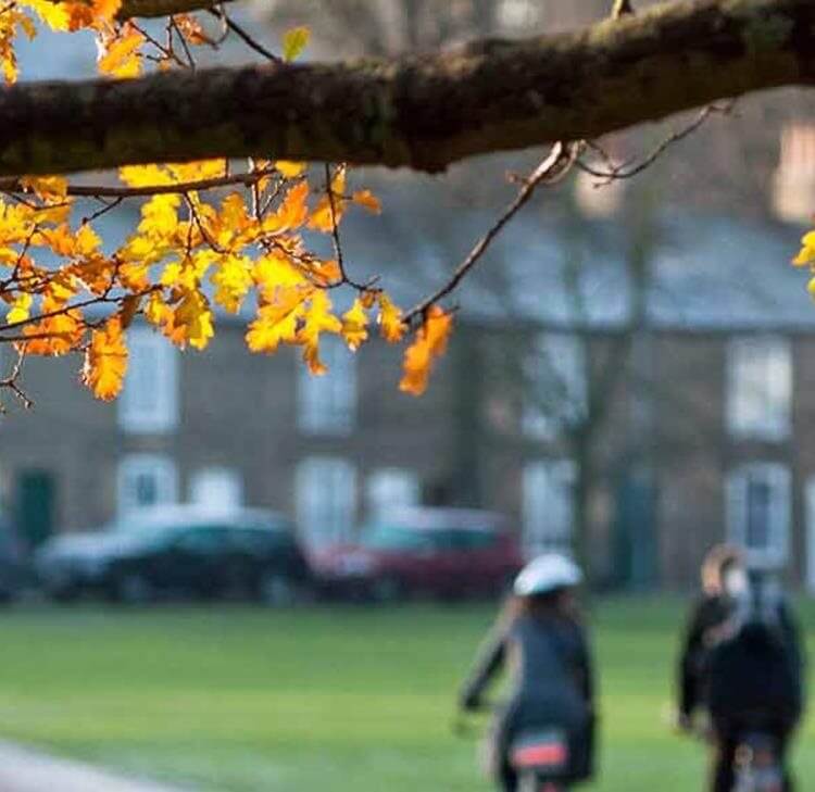 A call to councils: Implementing effective tree management to prevent future tragedies